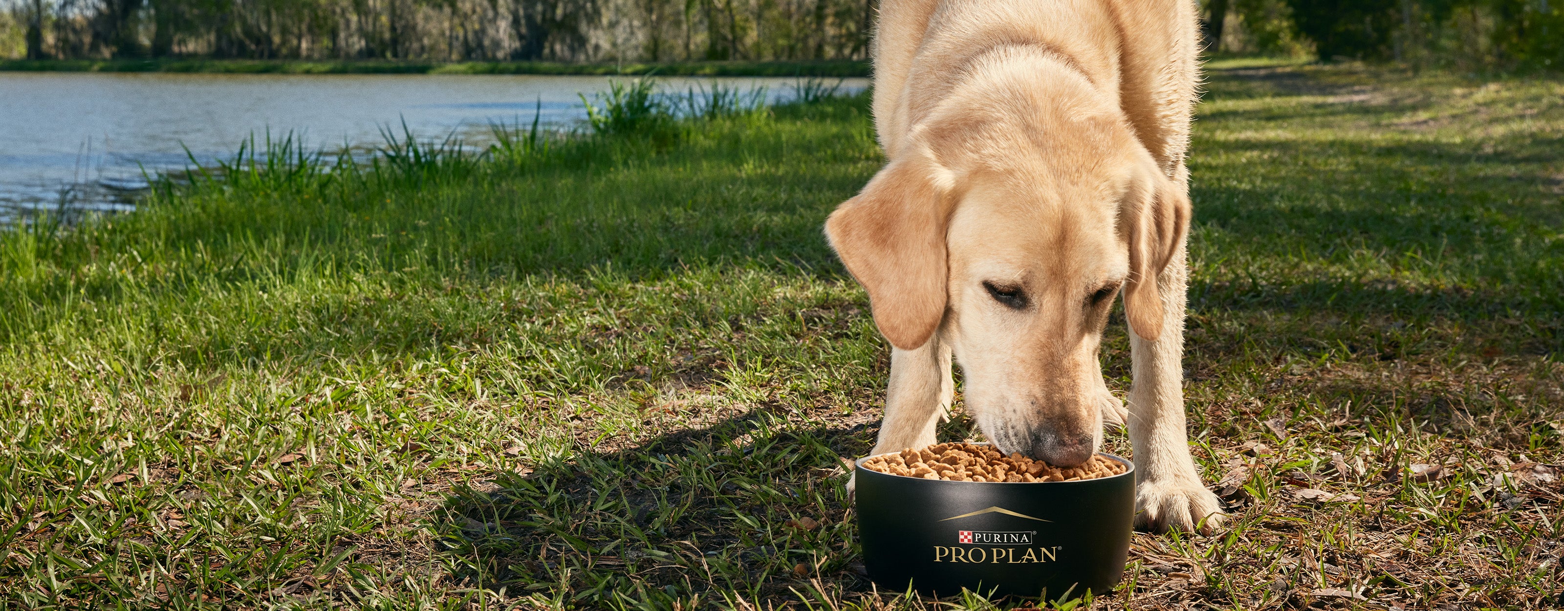 Picture of How to Identify Dog Food Allergies with Dr. Gagné | Purina Pro Club